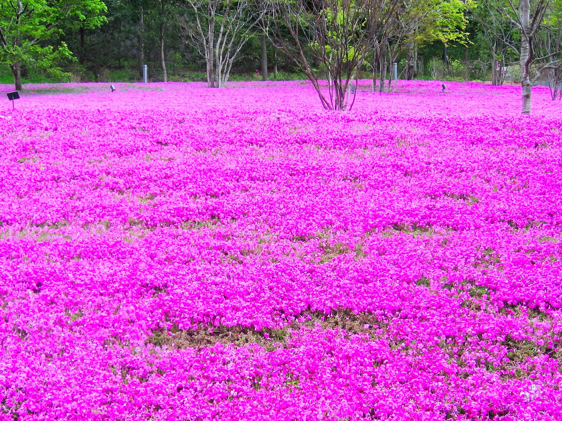 おおた芝桜まつり19の見頃と開花状況を確認 混雑状況は Ken9memo